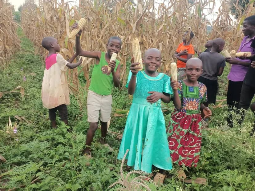 Corn harvest from the farm providing food for the children